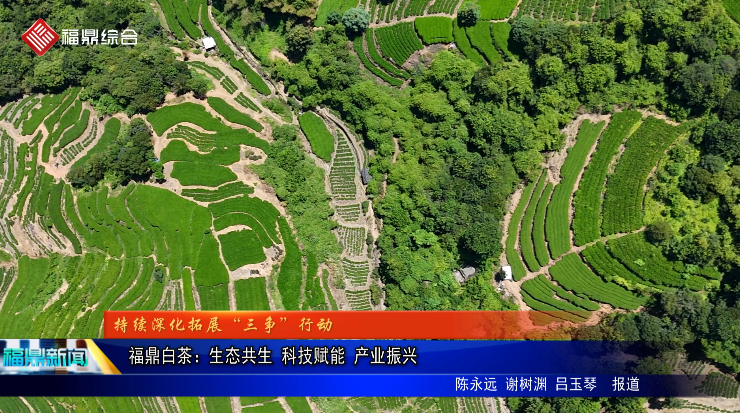 福鼎白茶：生態共生 科技賦能 產業振興