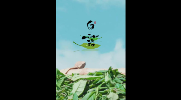 白露晨露落茶尖，秋陽慢焙藏時(shí)光——這杯福鼎白露茶，喝的是秋意，藏的是歲月的甜